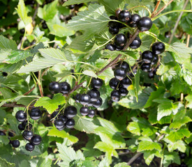 Currant black branch with fruits.