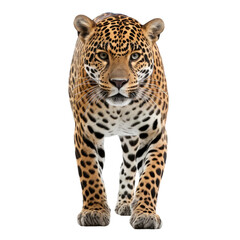 Obraz premium Jaguar wild cat, wild animal portrait