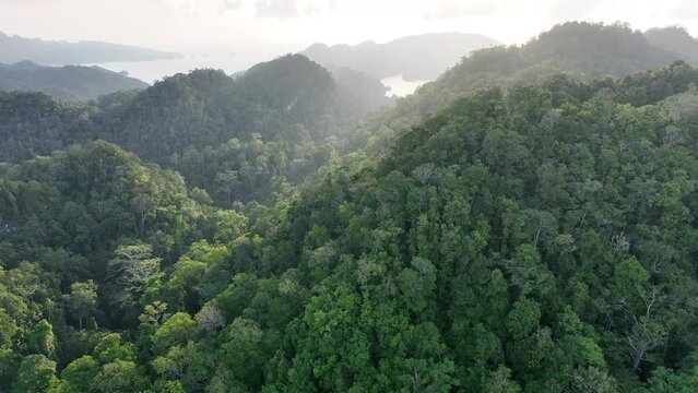 Sunlight illuminates the canopy of a lush rainforest that covers a limestone island in Raja Ampat, Indonesia. This area is known as the heart of the Coral Triangle due to its incredible biodiversity.