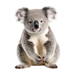 Koala Bear on Transparent Background