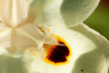 white flower from the garden