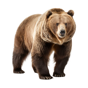 Brown Bear Standing on Transparent Background