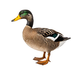 Wood duck on transparent background, wild animal portrait