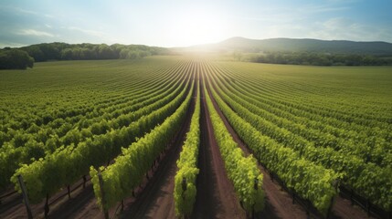 Aerial view of a sprawling sun drenched vineyard - obrazy, fototapety, plakaty