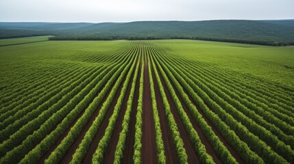 Aerial view of a sprawling vineyard