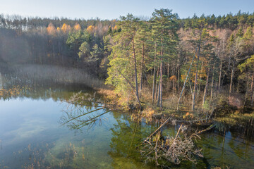 Aerial view on the lake in the morning. Autumn landscape of wild places of lake Bolduk overgrown with reeds. Pine woods felled by the wind in the water. 