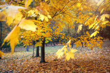 Landscape of autumn leaf fall. Alley of maples and yellow leaves on the ground. 