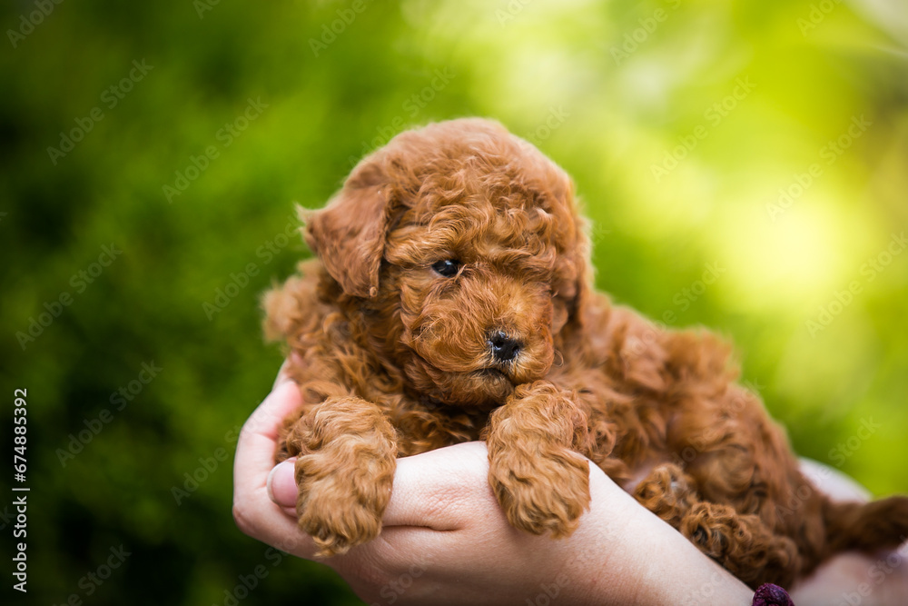 Canvas Prints poodle babies in kennel. miniature poodle puppy.. dwarf poodle