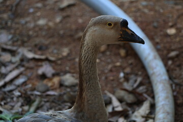 geese 