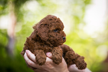 Poodle babies in kennel. miniature poodle puppy.. Dwarf poodle	