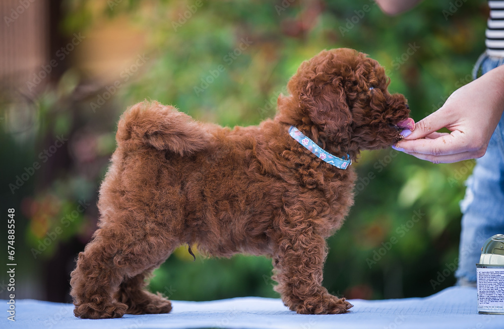 Poster poodle babies in kennel. miniature poodle puppy.. dwarf poodle