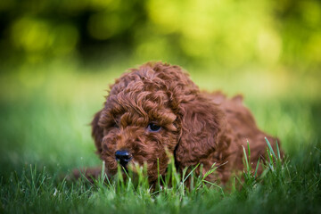 Poodle babies in kennel. miniature poodle puppy.. Dwarf poodle	
