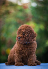 Poodle babies in kennel. miniature poodle puppy.. Dwarf poodle	
