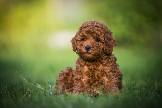 Poodle babies in kennel. miniature poodle puppy.. Dwarf poodle	