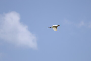 bird flying
