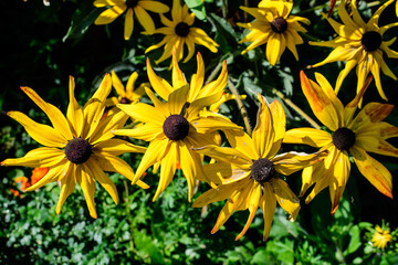 Group of bright yellow flowers of Rudbeckia, commonly known as coneflowers or black eyed susans, in a sunny summer garden, beautiful outdoor floral background photographed with soft focus