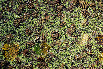 Marsh of the dead arm of the Laborec river, Slovakia Oborin
