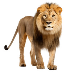 Standing lion on transparent background, wild animal portrait