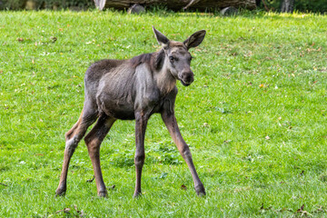 Naklejka na ściany i meble Baby of moose or elk, Alces alces is the largest extant species in the deer family.