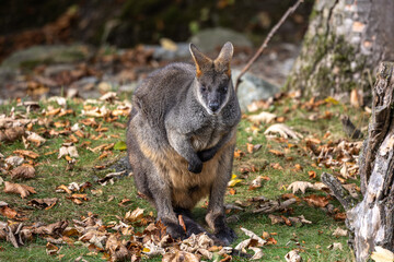 Swamp Wallaby, Wallabia bicolor, is one of the smaller kangaroos