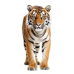 standing tiger on transparent background, wild animal portrait
