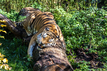 The Siberian tiger,Panthera tigris altaica in a park