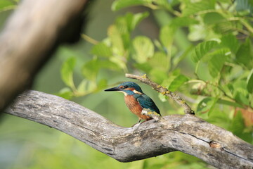 Eisvogel (Alcedo atthis)