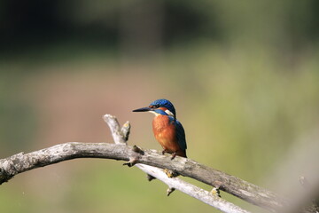 Eisvogel (Alcedo atthis)