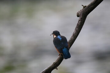 Eisvogel (Alcedo atthis)