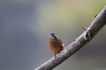 Eisvogel (Alcedo atthis)