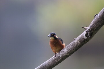 Eisvogel (Alcedo atthis)