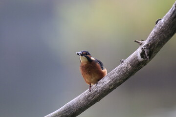 Eisvogel (Alcedo atthis)