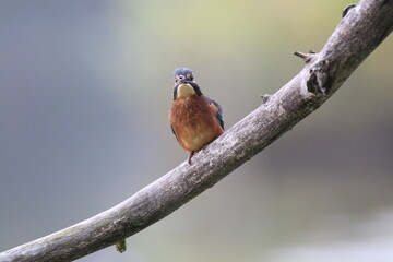 Eisvogel (Alcedo atthis)