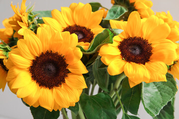 Obraz premium Bouquet of beautiful sunflowers, closeup