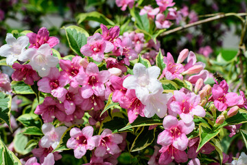 Fototapeta premium Close up of vivid pink and white Weigela florida plant with flowers in full bloom in a garden in a sunny spring day, beautiful outdoor floral background photographed with soft focus.