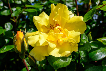 Large green bush with fresh vivid yellow rose and green leaves in a garden in a sunny summer day, beautiful outdoor floral background photographed with soft focus.