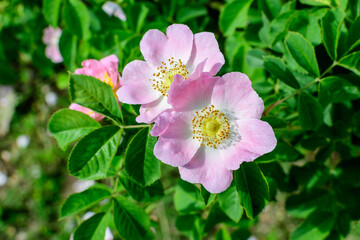 Obraz na płótnie Canvas Two delicate light pink and white wild Rosa Canina flowers in full bloom in a spring garden, in direct sunlight, with blurred green leaves