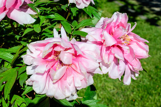 Bush with two large delicate pink peony flowers in direct sunlight, in a garden in a sunny summer day, beautiful outdoor floral background photographed with selective focus.