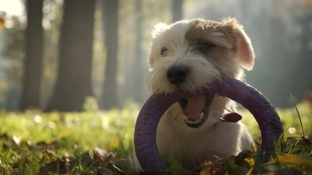 Pet dog Jack Russell, playing with a puller in the park in the sun lights