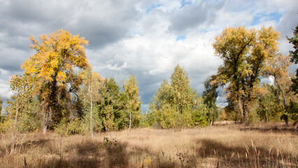 Fototapeta premium autumn landscape with trees