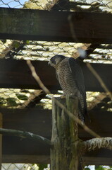 Falke in Gefangenschaft