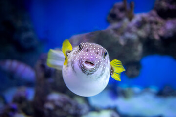 White-spotted puffer (Arothron hispidus) close-up © Анна Перфилова