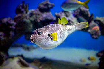 White-spotted puffer (Arothron hispidus) close-up