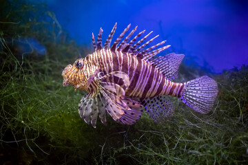 Beautiful  lionfish (Pterois volitans) or zebra fish