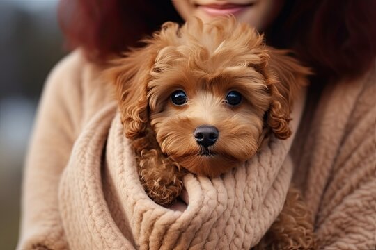 A cute and adorable brown poodle puppy with curly hair and a young woman showing the bond between them.