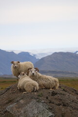 Obraz premium Moutons islandic - Islande