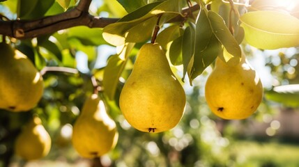 Close up organic pear fruit hanging in a tree branch, pear orchard, sunny day.