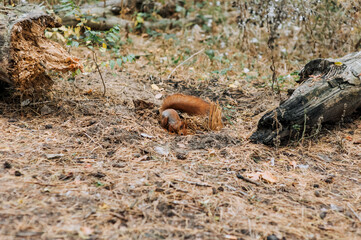 Naklejka na ściany i meble A small beautiful orange squirrel digs a hole, looking for a hidden nut in the forest. Animal photography, nature.