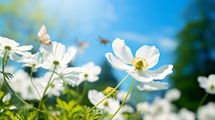 Detail with shallow focus of white anemone flower with yellow stamens and butterfly in nature macro on background of blue sky with beautiful bokeh. Delicate artistic image of beauty of nature.