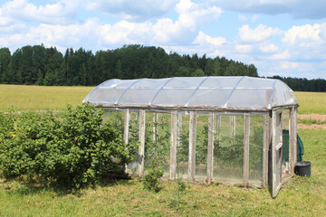 Greenhouse with a rye field and trees in the background in Akniste, Latvia